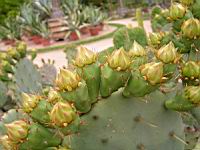Opuntia Lindheimeri (fam Cactees) (Sud des USA) (03) (Photo F. Mrugala)